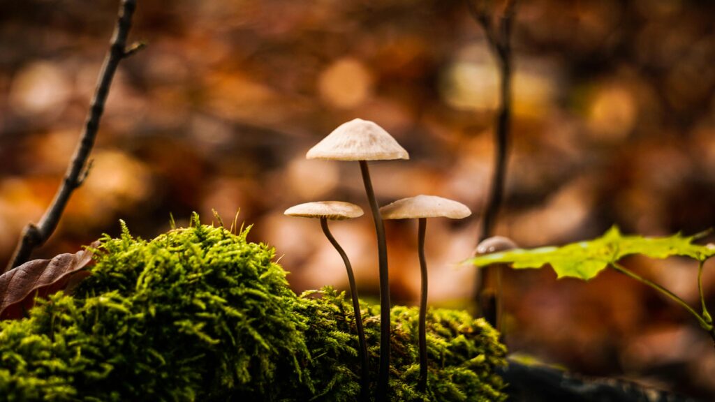 Small mushrooms growing in a mossy forest environment during autumn, surrounded by blurred foliage.