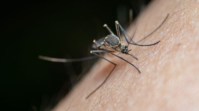 Detailed macro shot of a mosquito on human skin, highlighting nature and insect life.